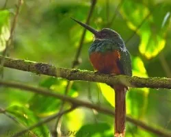 Galbula ruficauda