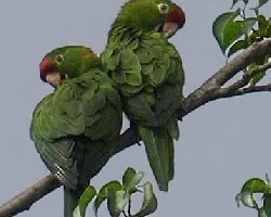 Aratinga finschi