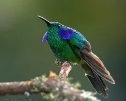 Colibri thalassinus