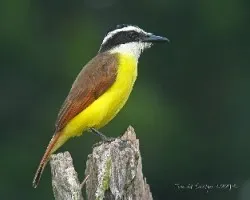 Pitangus sulphuratus, pechiamarillo pescador