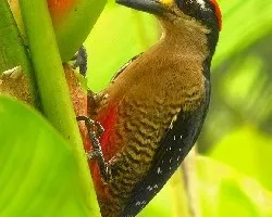 Melanerpes pucherani