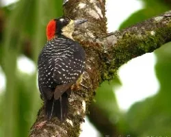 Melanerpes pucherani
