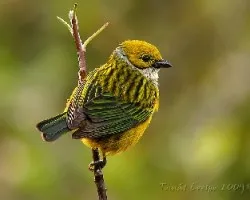 Tangara icterocephala