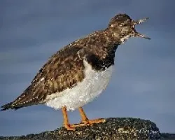 Arenaria interpres