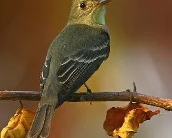copetoncillo