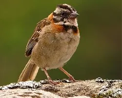 Zonotrichia capensis