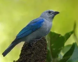Una viuda por in