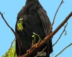 gavil?n cangrejero