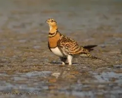 Ganga iberica hembra, pin-tailed sandgrouse, Pterocles alchata