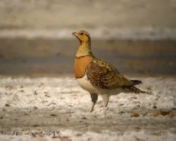 Ganga iberica, macho, pin-tailed sandgrouse, Pterocles alchata