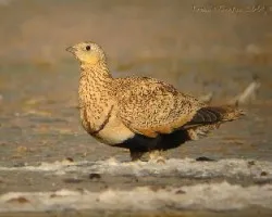 ganga ortega, Pterocles orientalis