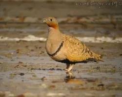 ganga ortega, Pterocles orientalis