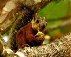 Sciurus variegatoides