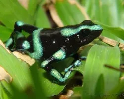 Dendrobates auratus