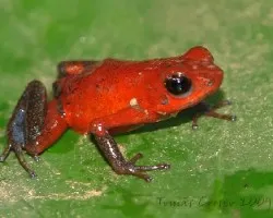 Oophaga pumilio.  O