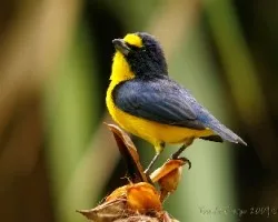 euphonia hirundinacea, macho, aguio