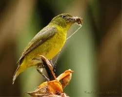 euphonia hirundinacea, hembra, aguio