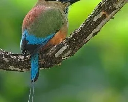 Eumomota superciliosa, momoto