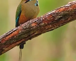 Eumomota superciliosa, momoto