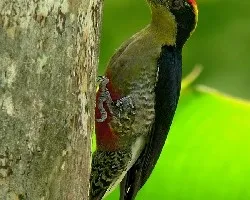 Nuquidorado, melanerpes chrysauchena