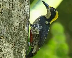 Nuquidorado, melanerpes chrysauchena ella