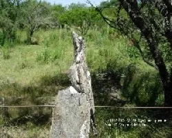 URUTA?-Nictibius griseus