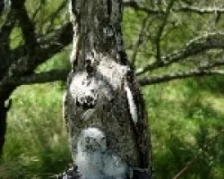 URUTA?-Nictibius griseus
