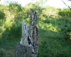 URUTA?-Nictibius griseus