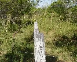 URUTA?-Nictibius griseus