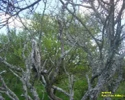 URUTA?-Nictibius griseus