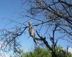 URUTA?-Nictibius griseus