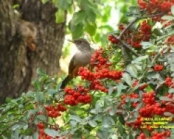 Turdus rufiventris
