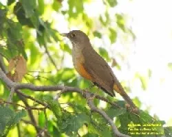 Turdus rufiventris