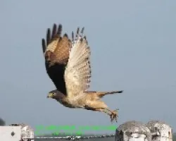 TAGUATíâ€œ -Buteo magnirostris