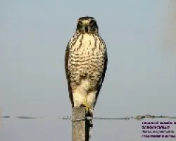 TAGUATíâ€œ -Buteo magnirostris