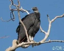 JOTE CABEZA NEGRA -Coragyps atratus