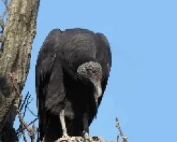 JOTE CABEZA NEGRA -Coragyps atratus