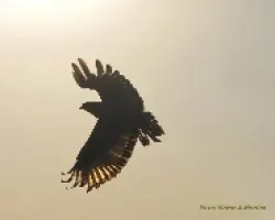 Buteogallus meridionalis