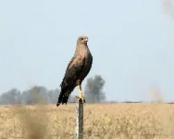 Buteogallus meridionalis
