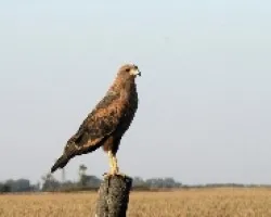 Buteogallus meridionalis