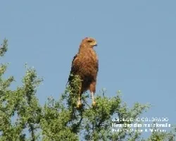 Buteogallus meridionalis