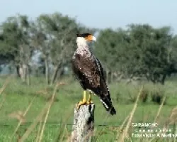 CARANCHO -Caracara plancus