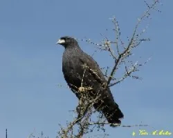 ?guila Negra  - Buteogallus urubitinga