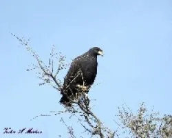 ?guila Negra  - Buteogallus urubitinga