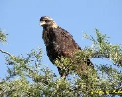?guila Negra  - Buteogallus urubitinga