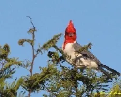 CARDENAL COM?N - Paroaria coronata