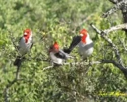 CARDENAL COM?N - Paroaria coronata