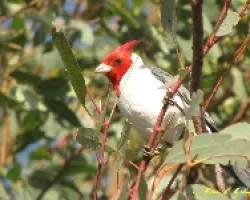 CARDENAL COM?N - Paroaria coronata