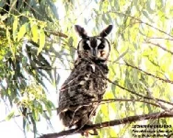 LECHUZíâ€œN OREJUDO - Pseudoscops clamator