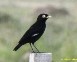 PICO DE PLATA - Hymenops perspicillatus